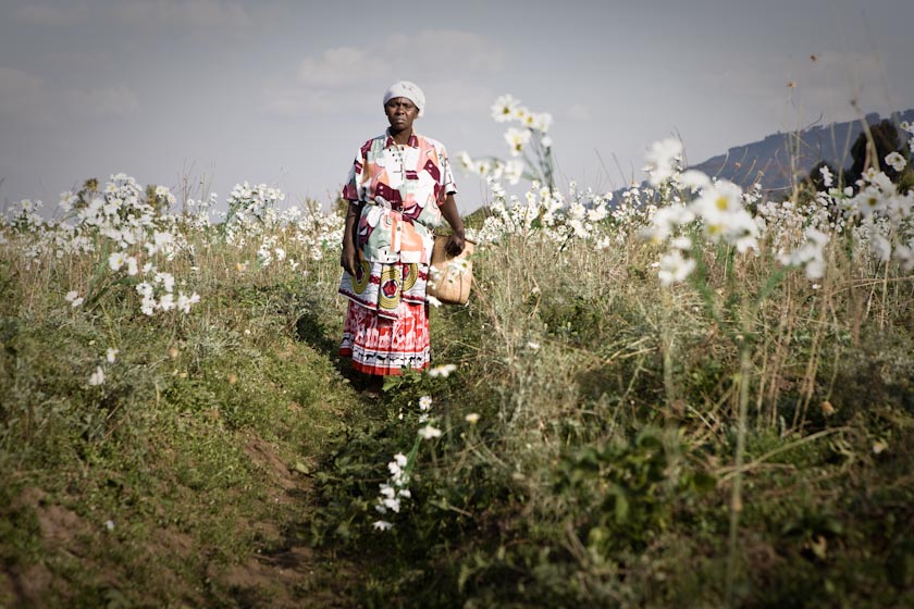 RWANDAN PYRETHRUM FARMER #1