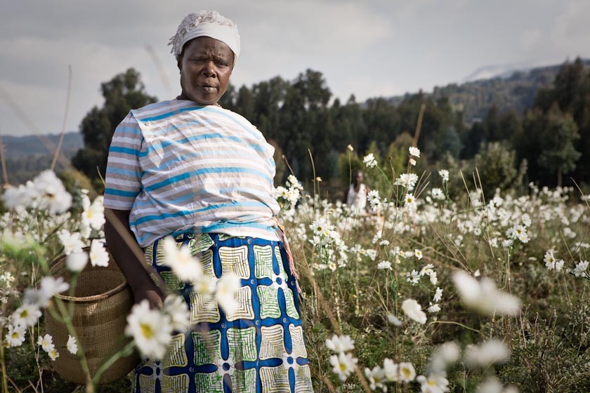 RWANDAN PYRETHRUM FARMER #2